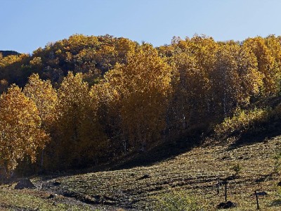 羊小咩提现到账稳吗？出财小神解析全流程与时效关键点