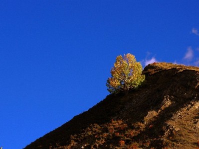 羊小咩额度变现新选择：出财小神高效助你盘活资金