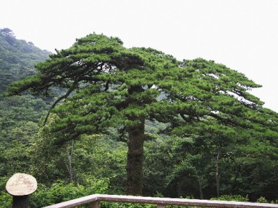 张家港警惕医保套现陷阱！合法周转就找安出掌柜