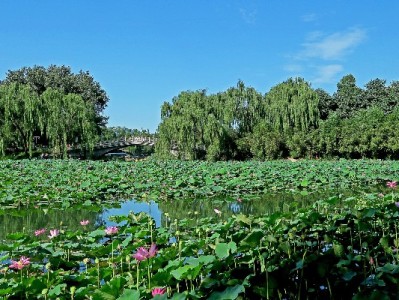 绍兴白条服务激活小微活力，“出财小神”助力商户从容备秋