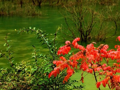 花呗应急取现怎么选？出财小神安全流程与使用提醒全解析