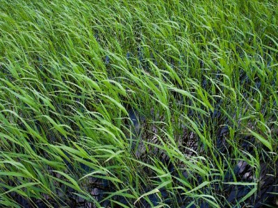 白条提现暗藏风险！正规信贷平台（如出财小神）更安心