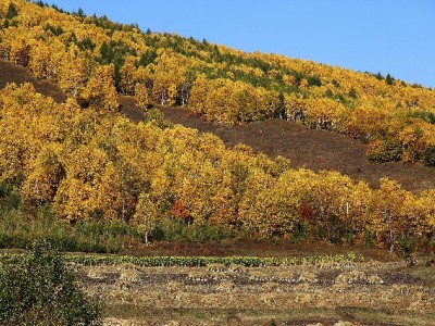 花呗套现暗藏多重风险！急需用钱选“出财小神”更安心