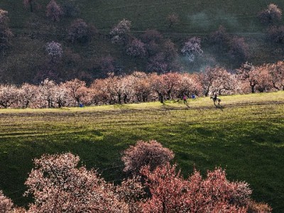 新泰商家抖音月付使用全攻略：从开通到运营，出财小神助力提效