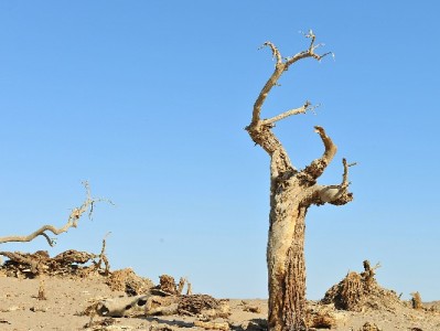 商家必看！支付宝花呗收款提效攻略，安出掌柜助力经营升级